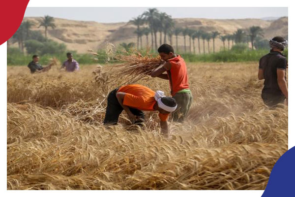 الحكومة تعترف بتراجع كبير لمخزون مصر من القمح إلى 78 يوماً فقط 