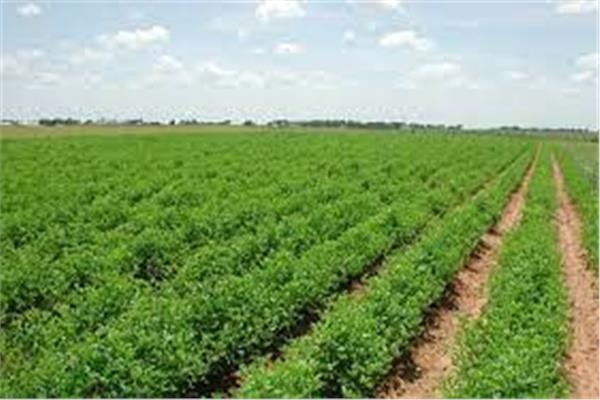 بزعم أنها للإخوان: حجز قضية نزع ملكيات أراض بسيناء للحكم 24 أبريل 